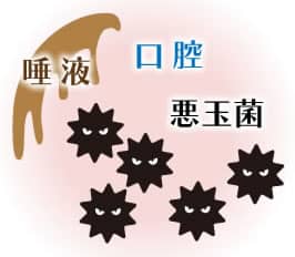 ネバネバした唾液で悪玉菌に抵抗できない
