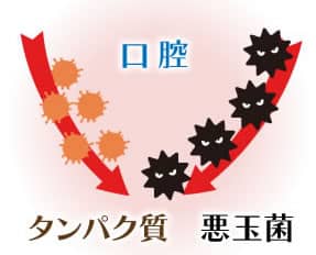 残ったタンパク質が悪玉菌の栄養に(図)